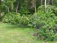 Tree Removal Green Hill TN