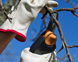 Tree Services, Brentwood TN